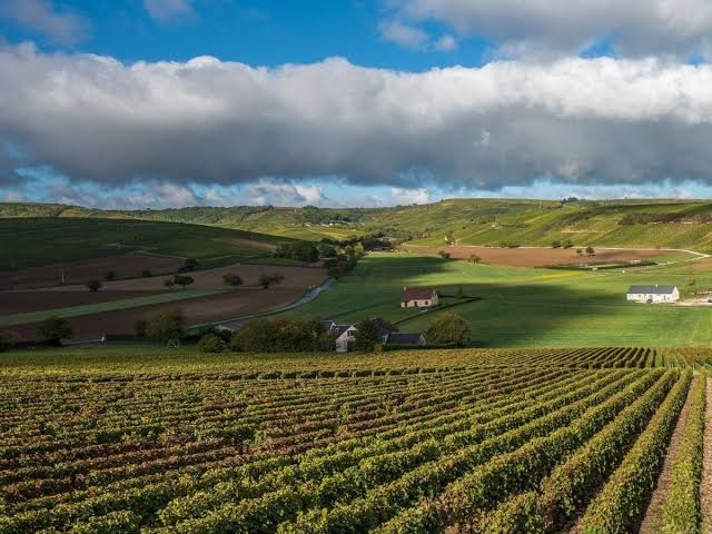 Bourgueil
