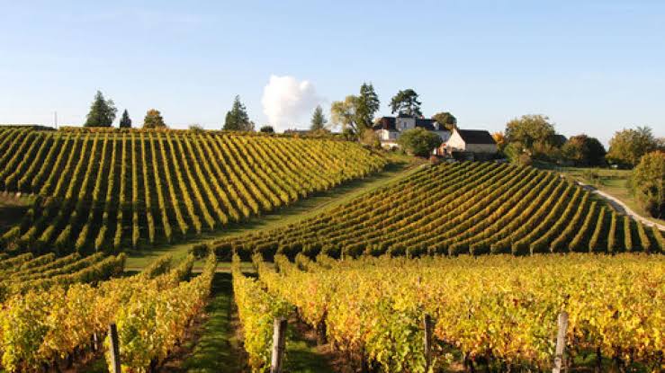 Chinon
