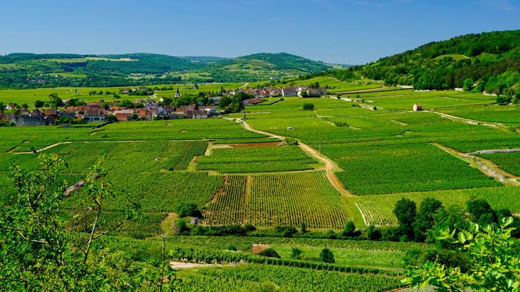 Côte de Beaune