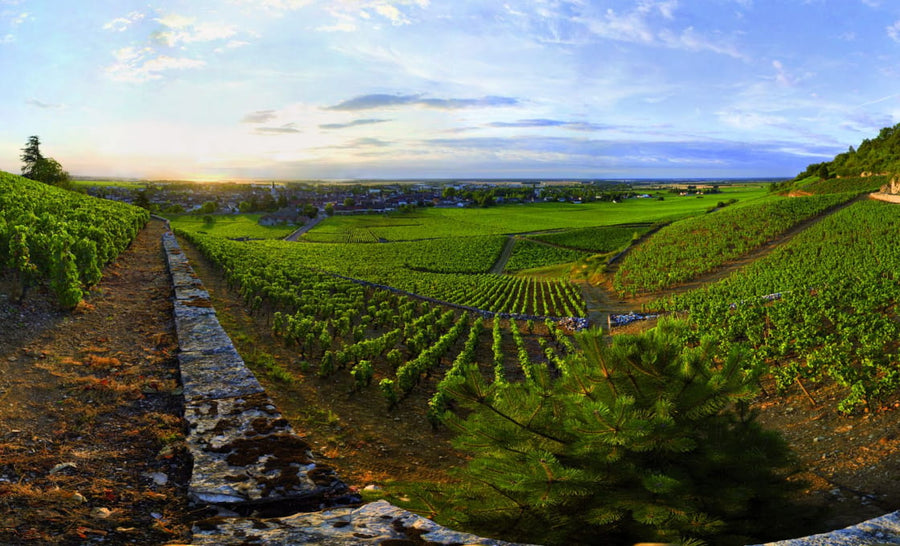 Côte de Nuits