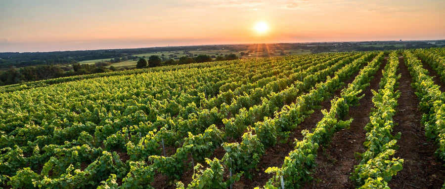 Muscadet
