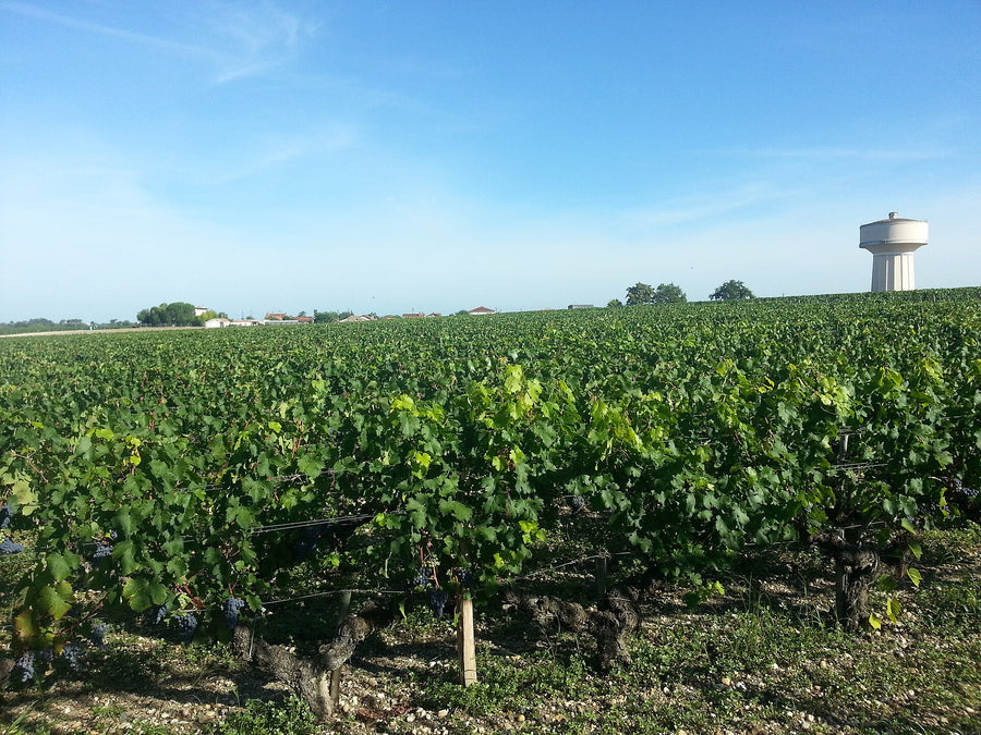 Pessac-Léognan