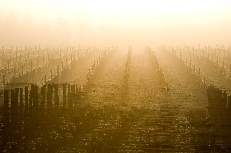 Sauternes