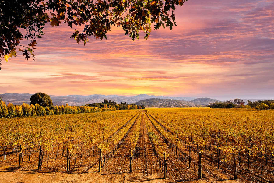 Napa Valley