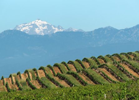 Vin de Corse